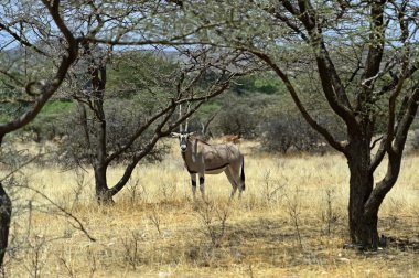 Oryx gazella