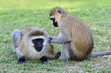 vervet maymunu
