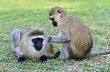Vervet monkey clipart
