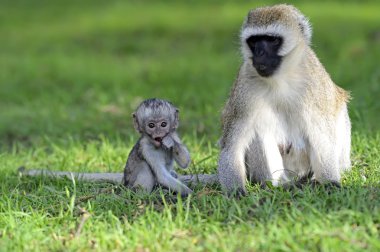 vervet maymunu