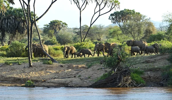 Elefante — Foto Stock