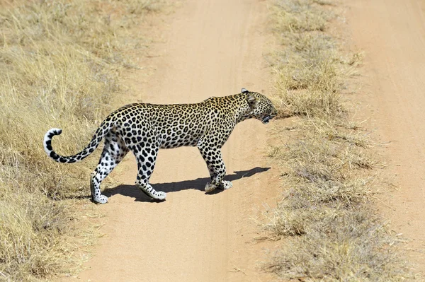 Leopardo — Foto de Stock