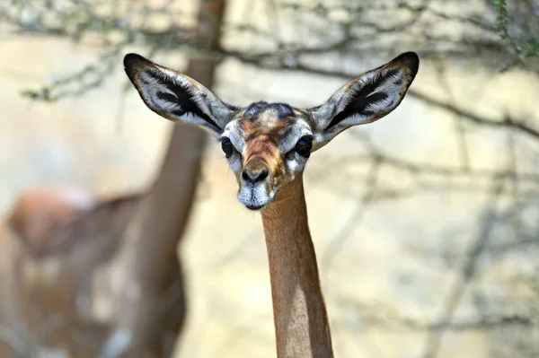 Gerenuk — Foto Stock