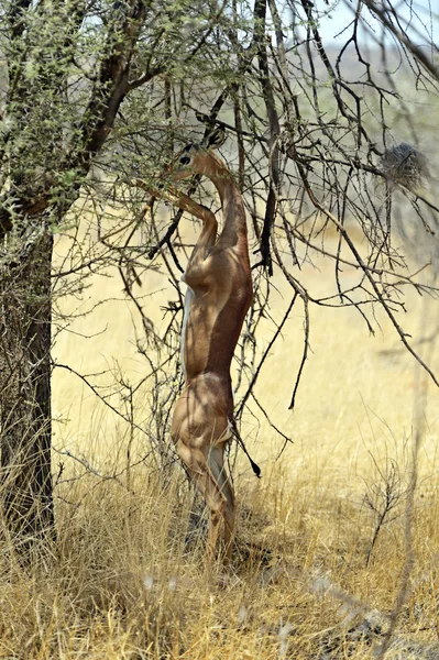 Gerenuk — Stockfoto