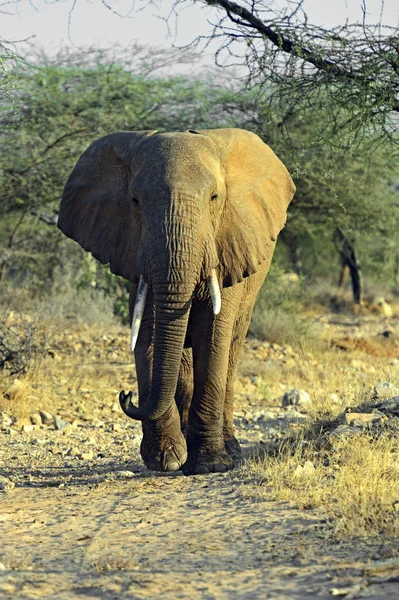 Elephant — Stock Photo, Image