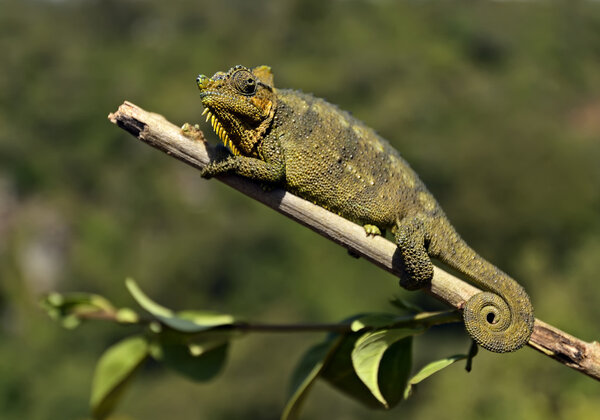 African Chameleon