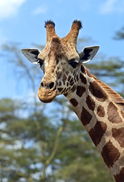 Giraffa — Foto Stock