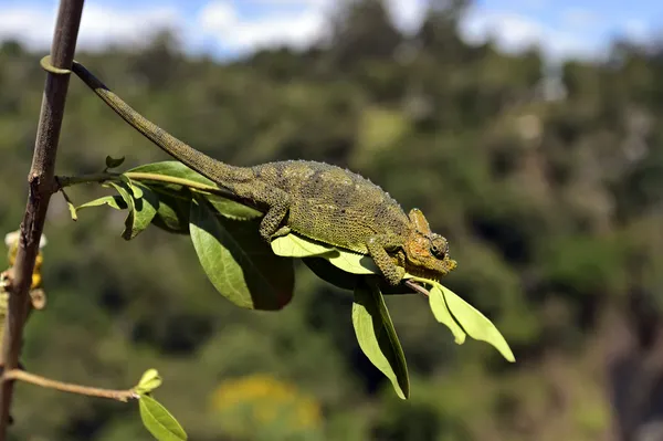 Afrika bukalemun — Stok fotoğraf