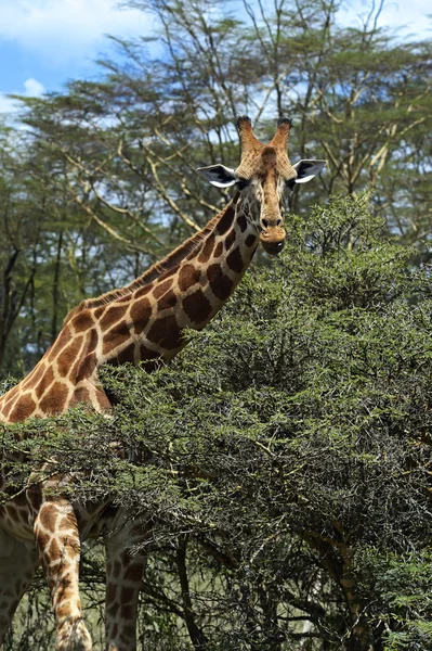 Giraffe — Stock Photo, Image