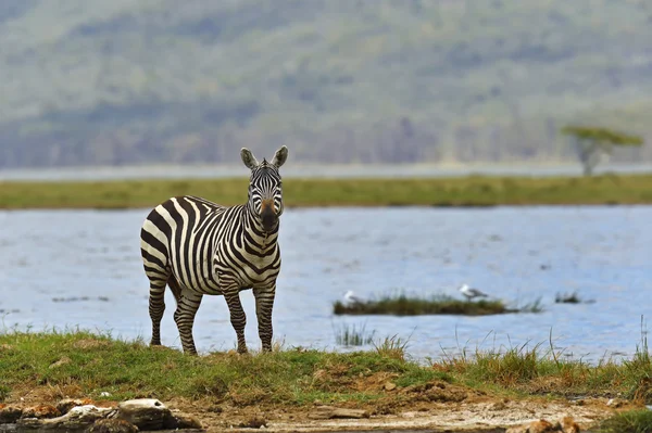 Zebra — Stockfoto