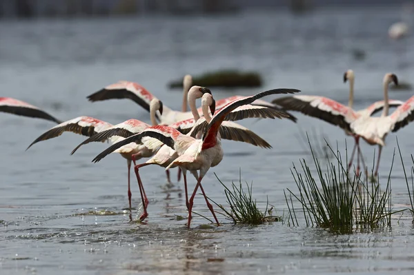 Flamants roses — Photo