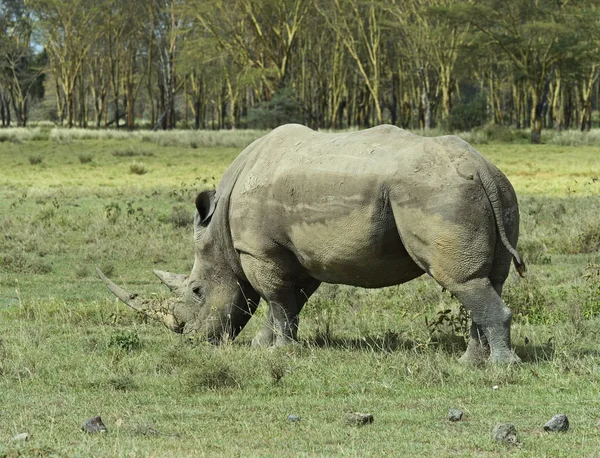 Nashorn — Stockfoto