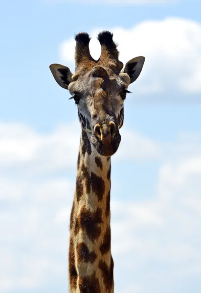 Giraffa — Foto Stock