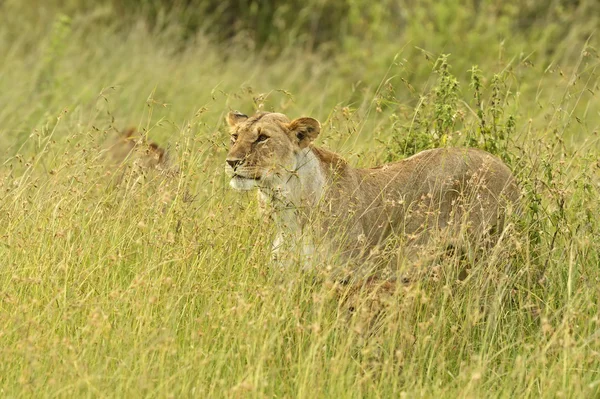 Masai Mara Ordförande — Stockfoto