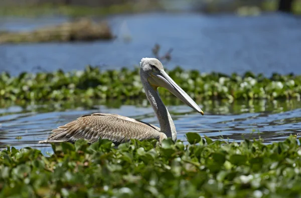 Pelikaan — Stockfoto