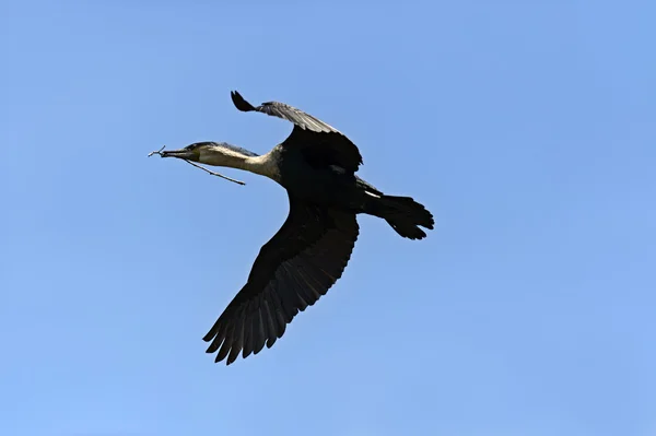 Darter. —  Fotos de Stock