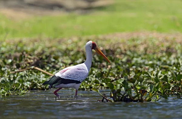 Yellow-Billed Stork — Stock Photo, Image