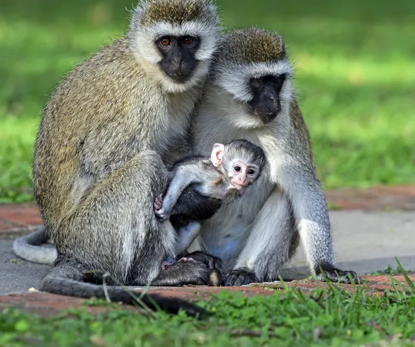 vervet maymunu