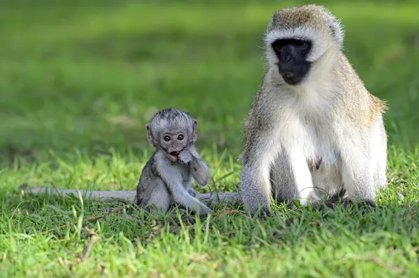 Macaco-de-vagem — Fotografia de Stock