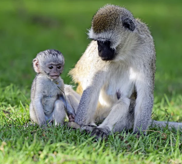 Vervet monkey — Stock Photo, Image