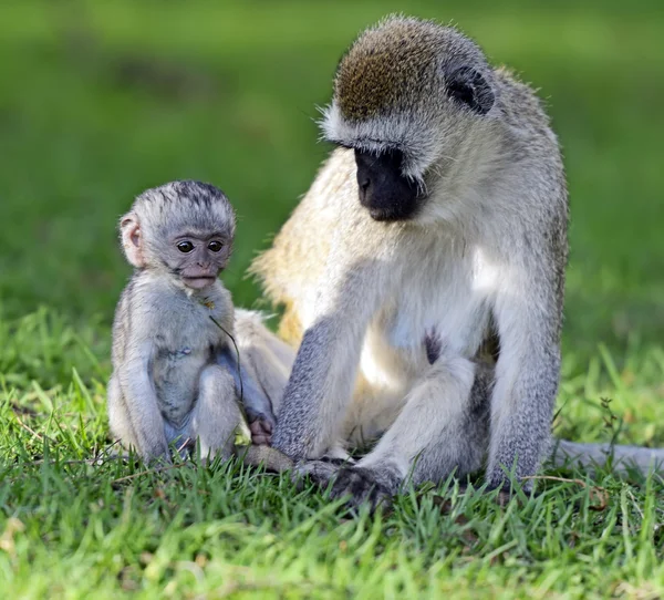 Macaco-de-vagem — Fotografia de Stock