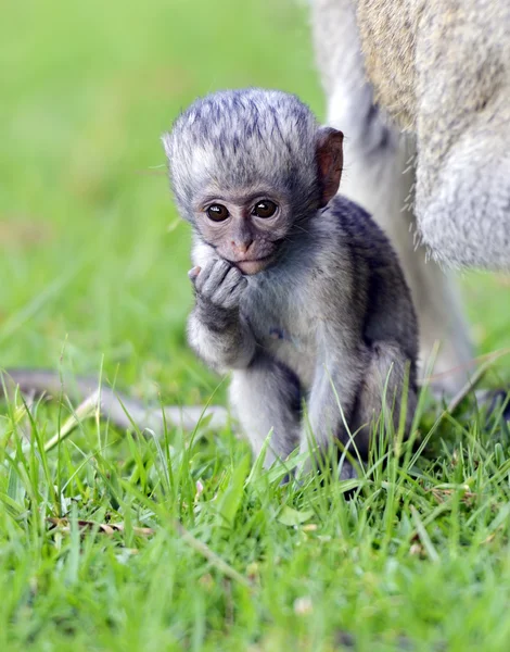 Vervet monkey — Stock Photo, Image