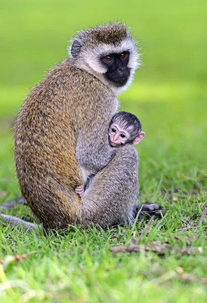 버 빗 원숭이 — 스톡 사진