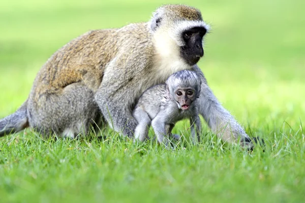 Macaco-de-vagem — Fotografia de Stock