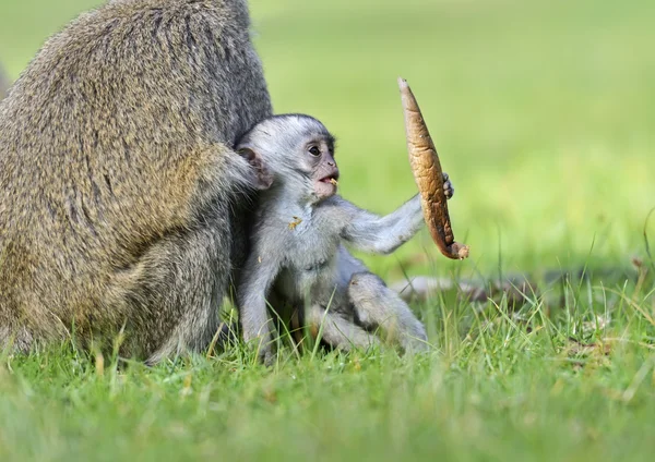 Macaco-de-vagem — Fotografia de Stock