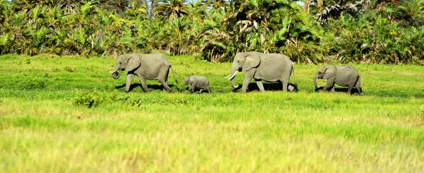 Elefantes de amboseli — Fotografia de Stock