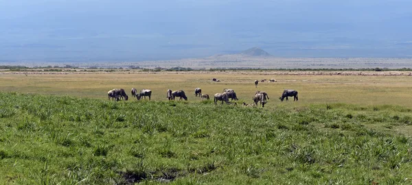 GNU — Zdjęcie stockowe