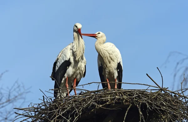 Cigogne blanche — Photo