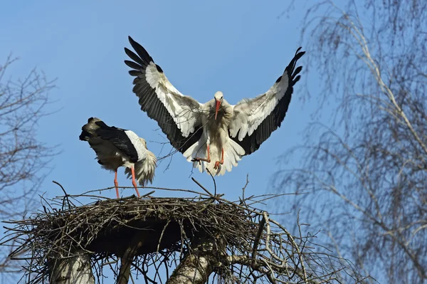 Hvid stork - Stock-foto