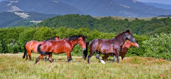 Koń na tle góry — Zdjęcie stockowe