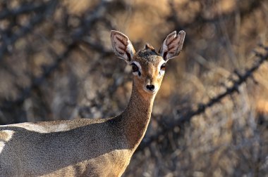 dik-dik yaban keçisi