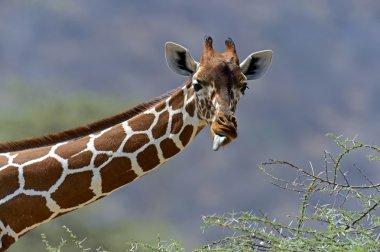 afrika zürafalar