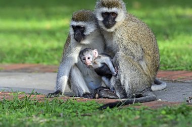 vervet maymunu