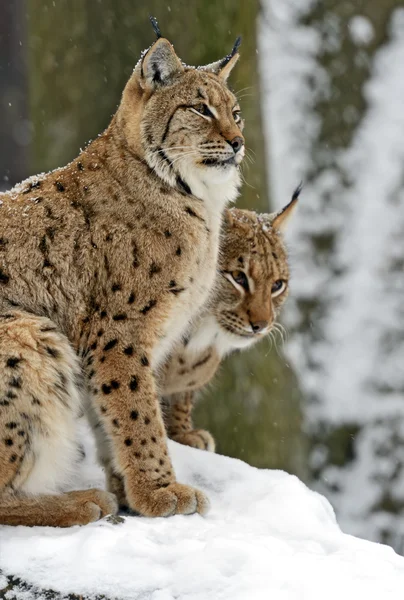 Lynx — Stockfoto