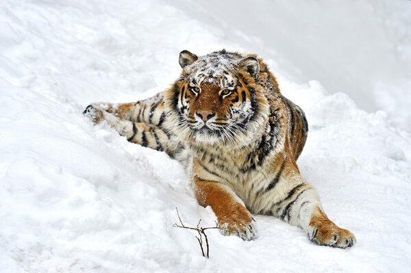 Amur Tiger