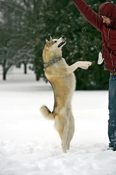 Husky. — Foto de Stock