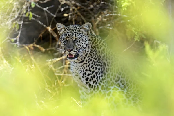 Leopard — Stock Photo, Image