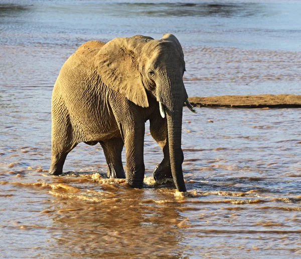 Elephant — Stock Photo, Image