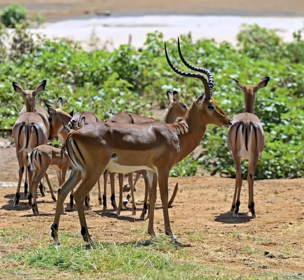 Gazela impala — Fotografia de Stock