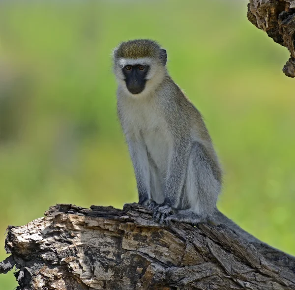 Vervet мавпи — стокове фото