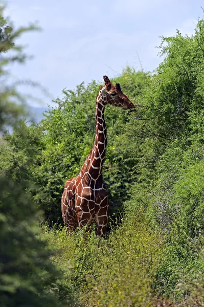 Giraffe africane — Foto Stock