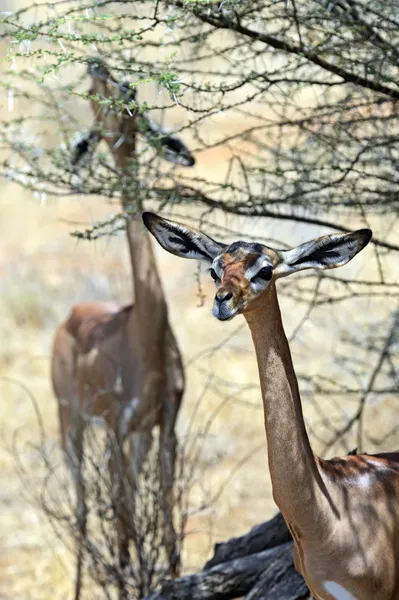 Gerenuk — 스톡 사진
