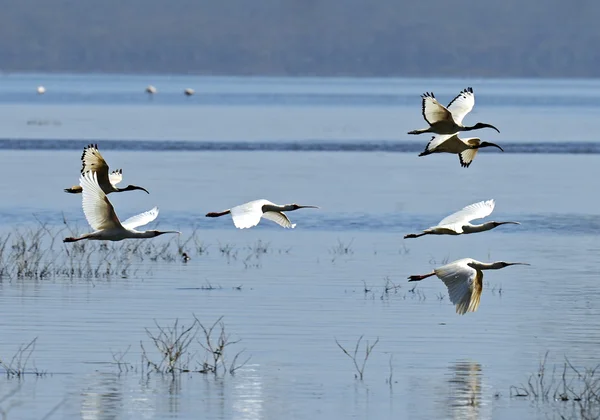 En flock ibisar — Stockfoto