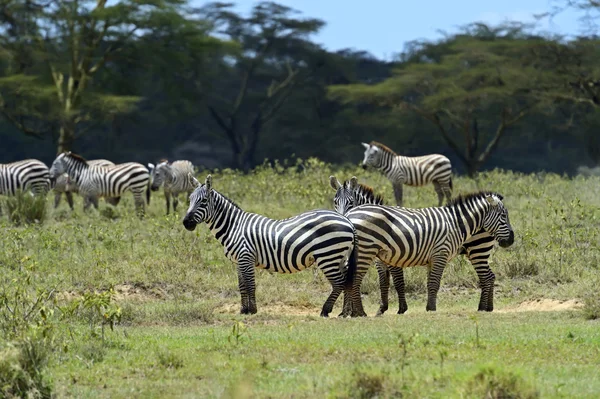 Zebra. — Fotografia de Stock