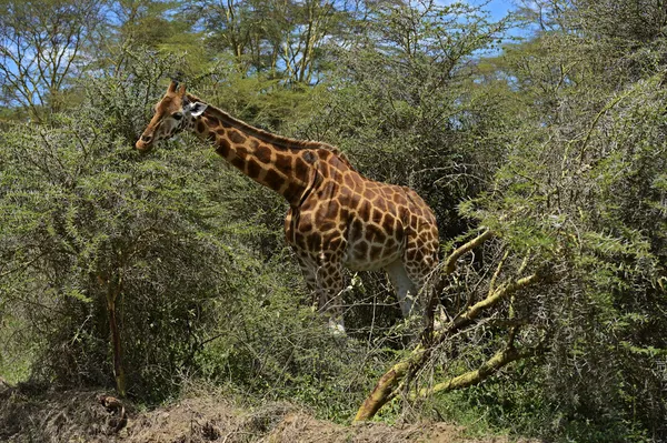 Giraffa — Foto Stock