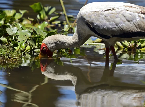 Cigogne à bec jaune — Photo